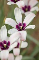 White and purple flower of Tulip - Tulipa clusiana, April. 