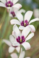 White and purple flower of Tulip - Tulipa clusiana, April. 
