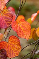 Cercis canadensis 'Ruby Falls' in October