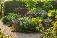 Mixed gravel garden with Euphorbia, Alliums and tree stumps at The Stumpery, Arundel Castle Gardens, West Sussex