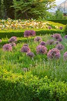 Box edged parterre with Allium christophii - Arundel Castle, West Sussex, June

