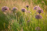 Meadow of grasses and Allium christophii at Collector earl's garden, Arundel Castle, West Sussex