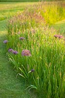 Lawn with meadow of grasses and Allium christophii - Collector earl's garden, Arundel Castle, West Sussex
