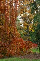 Fagus sylvatica 'Pendula' and Sequoiadendron giganteum. 
