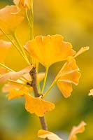 Gingko biloba barabits fastigiata, October.