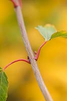 White striped bark of Acer davidii 'Cascade', October.