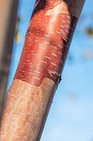  Betula albosinensis 'China Ruby'. 
