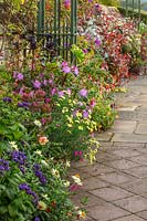 Potted exotic plants in containers - Fuchsias, Xerochrysum bracteatum 'Cockatoo' beside path - Bourton House Garden, Gloucestershire