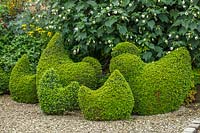 Clipped Buxus topiary hens and chickens - Bourton House Garden, Gloucestershire
