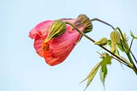 Abutilon 'Orange Glow' - Bourton House Garden, Gloucestershire