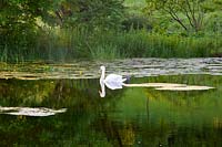 Lake in summer with Swan, Brockhampton, Herefordshire.