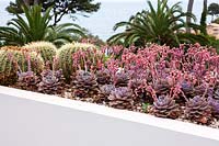 Cactus garden, Cap d'Antibes, May.