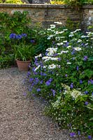 Border with Geraniums, Erigeron karvinskianus, 'Shasta' daisies and 'Blue' Agapanthus, Burford, Oxfordshire. 