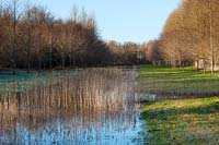 Trees and reeds reflected in Grand canal in winter, Chippenham Park, Cambridgeshire.