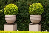 Yew hedge and pedestal containers with clipped box - Buxus taxus, London, April.