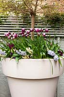 Container with Tulips and Hyacinth, London, April.