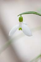 Snowdrop - Galanthus x 'Allenii', Warwick, February. 