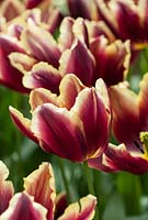 Tulipa 'Doberman'. 