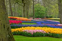 Mass planting of Tulipa in woodland area at Keukenhof, The Netherlands.