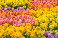 Massed plantings of Tulips and Narcissi, Holland, April.