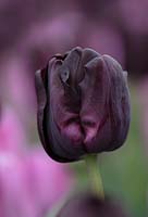 Tulip - Tulipa 'Paul Scherer', Holland, April.