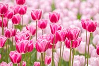 Tulipa 'Pink Lady' - Holland, April.