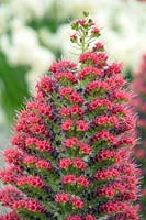 Echium wildpretii x pininana