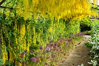 Laburnum arch with Allium 'Purple Sensation' below, Surrey, June.