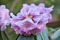 Rhododendron x geraldii, March.