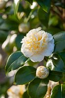 Camellia x williamsii jury's yellow, March.