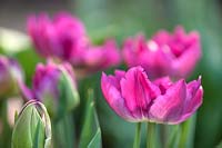 Tulipa 'Royal' acres, April.