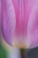 Tulipa light and dreamy, April.