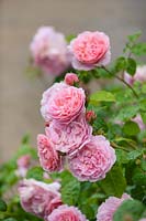 David Austin - Rosa 'Strawberry Hill' - Ausrimini, June.