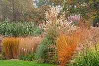 Grass border beside main lawn with pampas grass, Panicum 'Northwind', Molinea caerulea subsp arundinacea 'Karl Foerster', October, RHS garden, Wisley