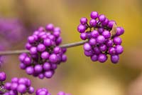 Fruits of Callicarpa bodinieri 'Imperial', November