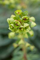 Euphorbia despina