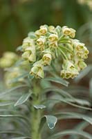 Euphorbia characias 'Glacier Blue'