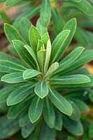 Euphorbia characias 'Portuguese Velvet'.