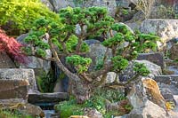 Cloud pruned Larix kaempferi in rock garden - RHS Wisley, Surrey