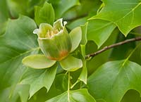 Liriodendron tulipifera