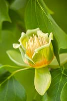 Liriodendron tulipifera, Rhs Wisley