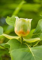 Liriodendron tulipifera, Rhs Wisley