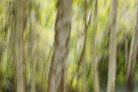 Abstract image of Birch trees at Battleston hill