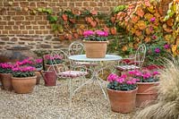 Courtyard gravel garden with table, chairs and container with Cyclamen Rose, Vitis coignetiae vine on wall