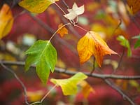 Liriodendron tulipifera - Tulip tree in Autumn foliage 

