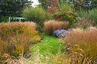 Grass path and Cyperus longus and Aster 'Little Carlow'