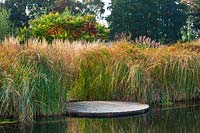 Water garden - Natural swimming pond - View across pond to decking - Cyperus longus and Rhus typhina