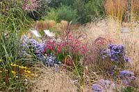 Plant combination - Aster andenken an alma potschke, Miscanthus 'Malepartus' and Aster 'Little Carlow' 