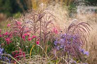 Miscanthus malepartus with asters in background