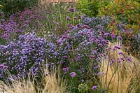 Verbena bonariensis and Aster 'Little Carlow' with grass Stipa tenuissima in a border

